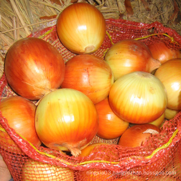 Fresh Big Onion for Export Vietnam Malaysia Singapore